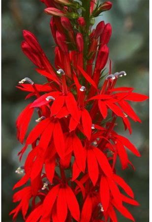 Cardinal Flower Plant - Lobelia cardinalis - 2" Plug