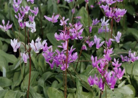 Amethyst Shooting Star Plant - Dodecatheon amethystinum - 2" Plug
