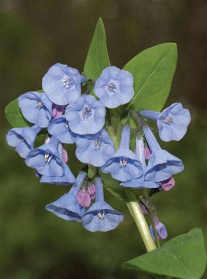 Virginia Bluebells Plant - Mertensia virginica - 2" Plug