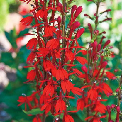 Cardinal Flower Plant - Lobelia cardinalis - 2" Plug