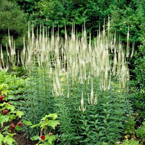Culver's Root Plant - Veronicastrum virginicum - 2" Plug
