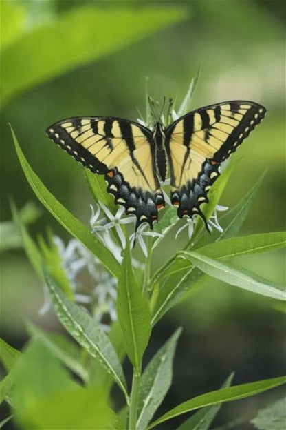 Ozark Bluestar Plant - Amsonia illustris - 2" Plug