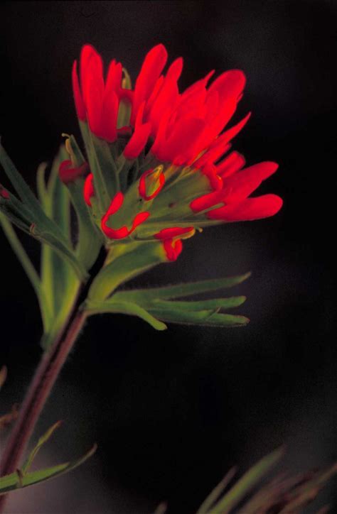 Paintbrush Plant - Castilleja coccinea - 2" Plug