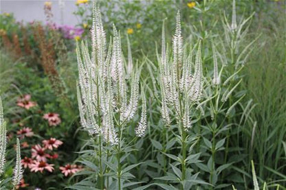 Culver's Root Plant - Veronicastrum virginicum - 2" Plug