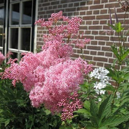 Queen of the Prairie Plant - Filipendula rubra - 2" Plug