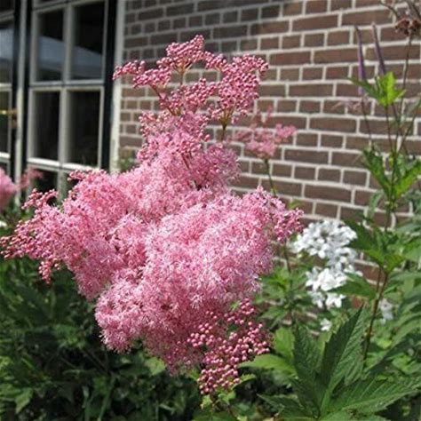 Queen of the Prairie Plant - Filipendula rubra - 2" Plug