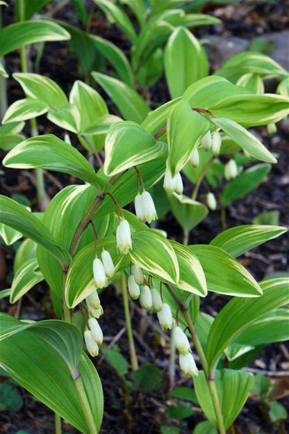 Solomon's Seal Plant - Polygonatum biflorum - 2" Plug