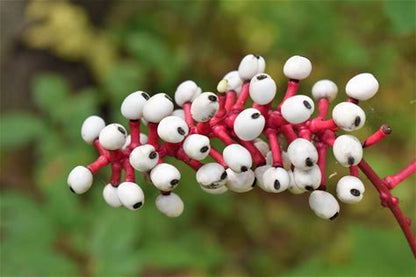 Doll's Eyes Plant - Actaea pachypoda - 2" Plug