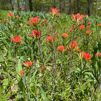 Paintbrush Plant - Castilleja coccinea - 2" Plug