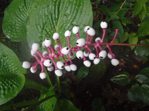 Doll's Eyes Plant - Actaea pachypoda - 2" Plug