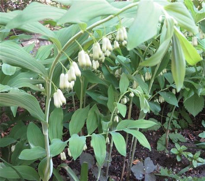 Solomon's Seal Plant - Polygonatum biflorum - 2" Plug