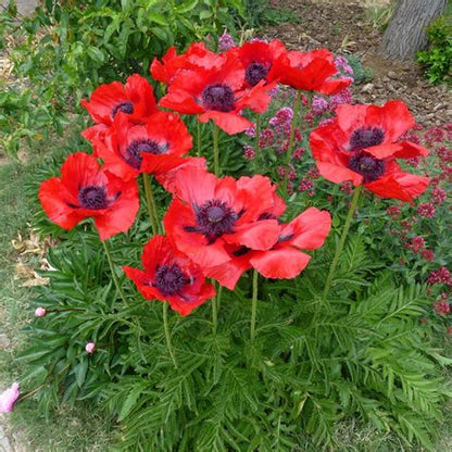 Red Poppy Plant - Papaver orientale - 2" Plug
