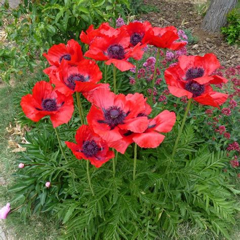 Red Poppy Plant - Papaver orientale - 2" Plug