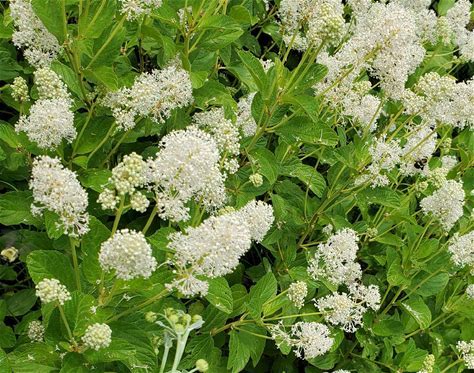 New Jersey Tea Plant - Ceanothus americanus - 2" Plug
