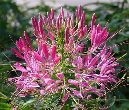 Rocky Mountain Bee. Annual Plant - Cleome serrulata - 2" Plug
