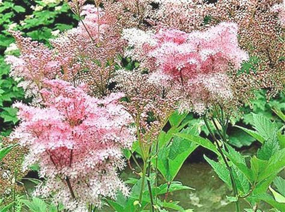 Queen of the Prairie Plant - Filipendula rubra - 2" Plug