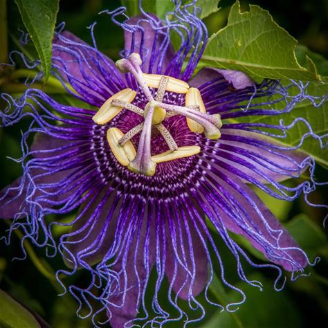 Purple Passion Flower Plant - Passiflora incarnata - 2" Plug