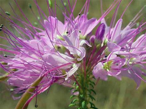 Rocky Mountain Bee. Annual Plant - Cleome serrulata - 2" Plug