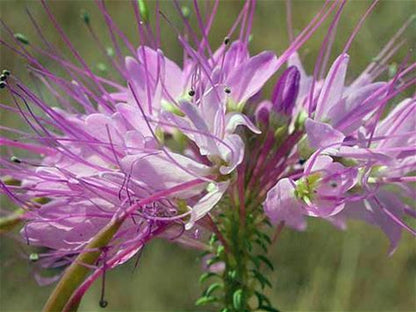 Rocky Mountain Bee. Annual Plant - Cleome serrulata - 2" Plug