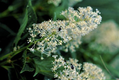 New Jersey Tea Plant - Ceanothus americanus - 2" Plug
