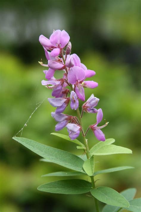 Showy Tick Trefoil Plant - Desmodium canadense - 2" Plug