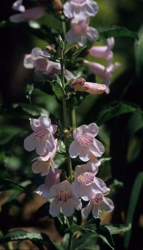 Showy Beardtongue Plant - Penstemon cobaea - 2" Plug