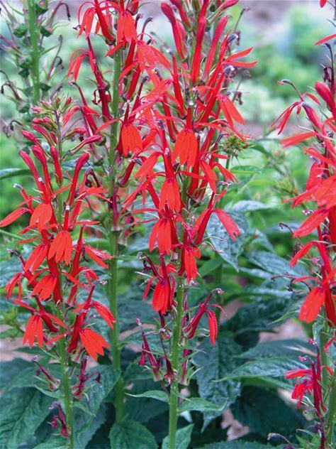 Cardinal Flower Plant - Lobelia cardinalis - 2" Plug