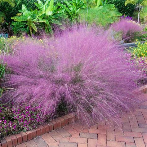 Pink Muhly grass Plant - Muhlenbergia capillaris - 2" Plug