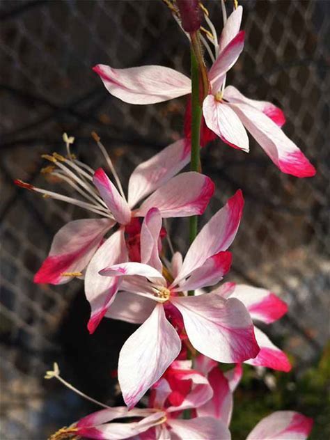 Large-flowered Gaura Plant - Gaura longiflora - 2" Plug