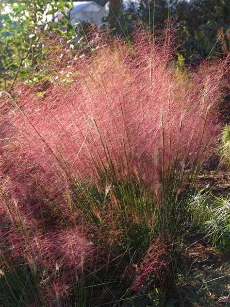 Pink Muhly grass Plant - Muhlenbergia capillaris - 2" Plug