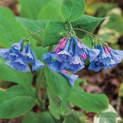 Virginia Bluebells Plant - Mertensia virginica - 2" Plug
