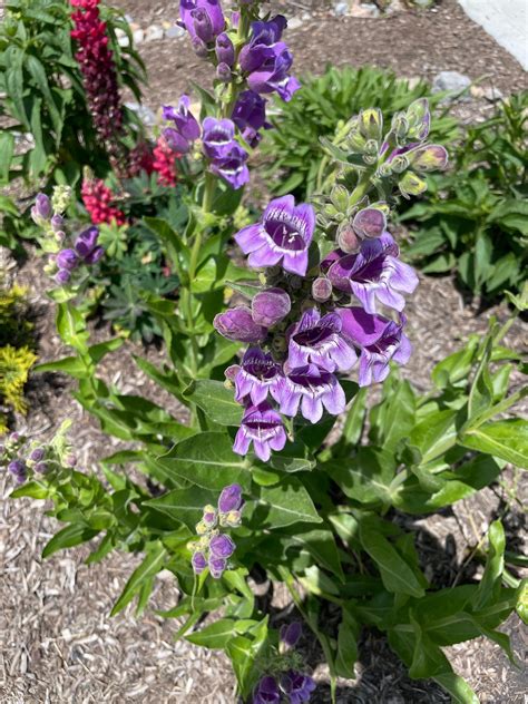 Showy Beardtongue Plant - Penstemon cobaea - 2" Plug