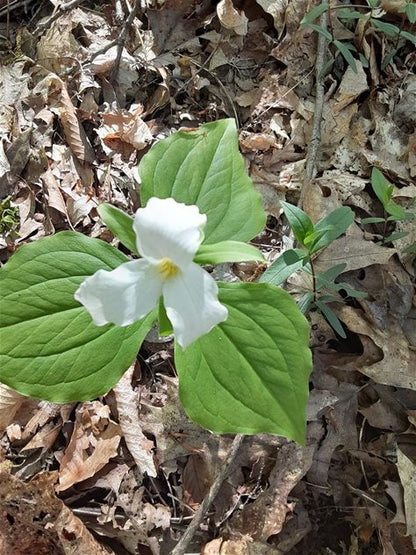Large-flowered Trillium Plant - Trillium grandiflorum - 2" Plug