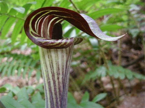 Jack-in-the-Pulpit Plant - Arisaema triphyllum - 2" Plug