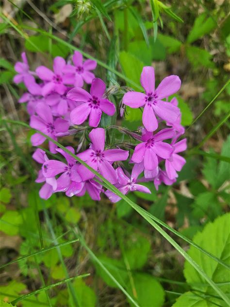 Downy Phlox Plant - Phlox pilosa - 2" Plug