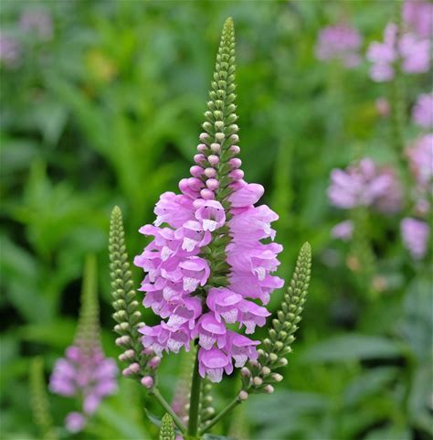 Obedient Plant - Physostegia virginiana - 2" Plug