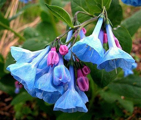 Virginia Bluebells Plant - Mertensia virginica - 2" Plug