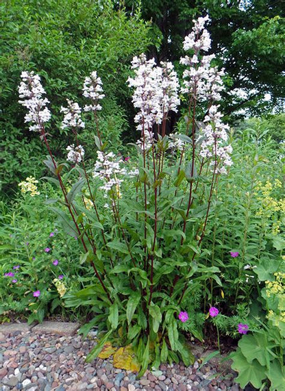 Foxglove Beardtongue Plant - Penstemon digitalis - 2" Plug