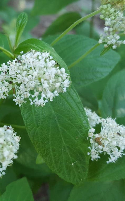 New Jersey Tea Plant - Ceanothus americanus - 2" Plug