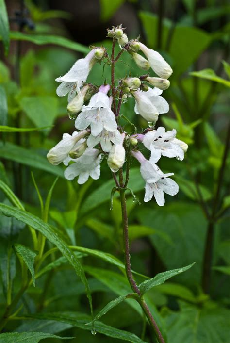 Foxglove Beardtongue Plant - Penstemon digitalis - 2" Plug
