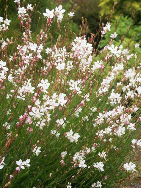 Large-flowered Gaura Plant - Gaura longiflora - 2" Plug