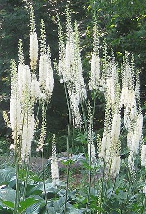 Black Cohosh Plant - Cimicifuga racemosa - 2" Plug
