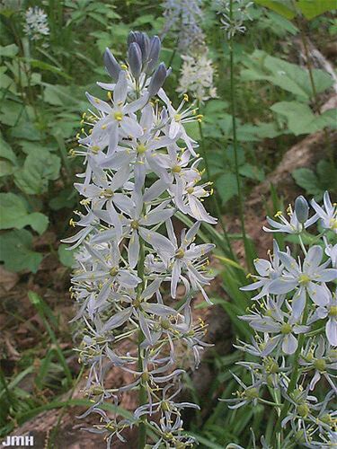 Wild Hyacinth Plant - Camassia scilloides - 2" Plug