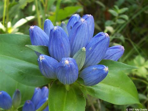 Bottle Gentian Plant - Gentiana andrewsii - 2" Plug
