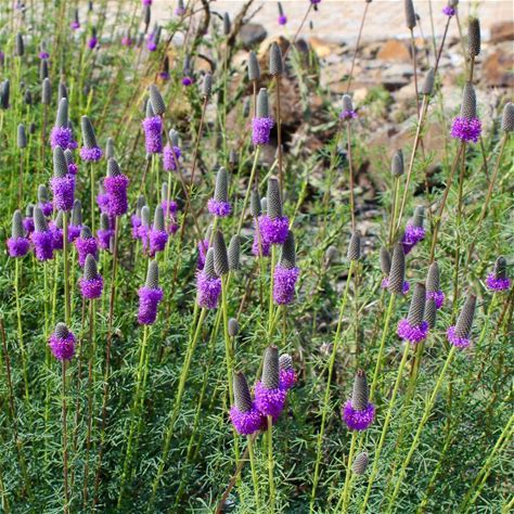 Purple Prairie Clover Plant - Dalea purpurea - 2" Plug