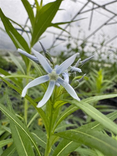Ozark Bluestar Plant - Amsonia illustris - 2" Plug