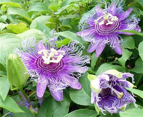 Purple Passion Flower Plant - Passiflora incarnata - 2" Plug