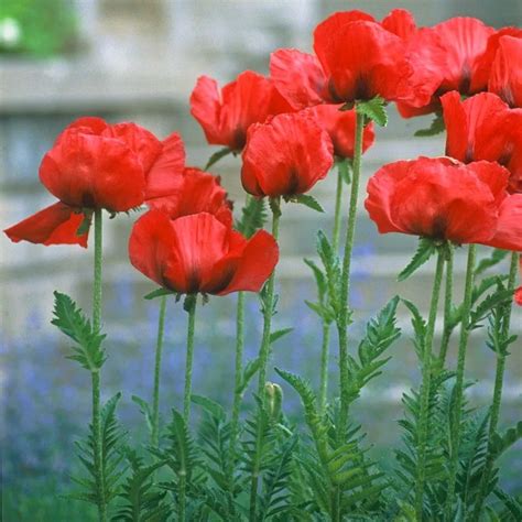 Red Poppy Plant - Papaver orientale - 2" Plug