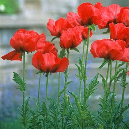 Red Poppy Plant - Papaver orientale - 2" Plug