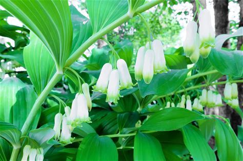 Solomon's Seal Plant - Polygonatum biflorum - 2" Plug